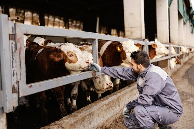 A farm worker crouches next to the cows and pets the cow Livestock and farming concept