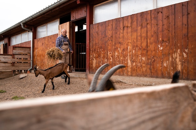 Foto lavoratore agricolo che alimenta gli animali domestici della capra alla fattoria.