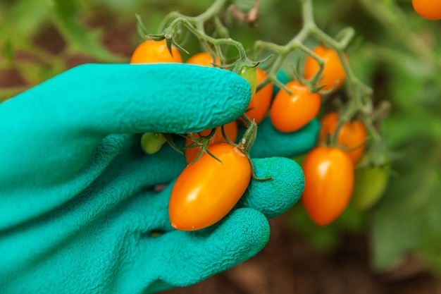 Farm worker hand in glove picking fresh ripe organic tomatoes