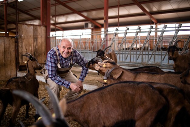 Farm worker taking care of domestic animals and playing with goats at farmhouse.