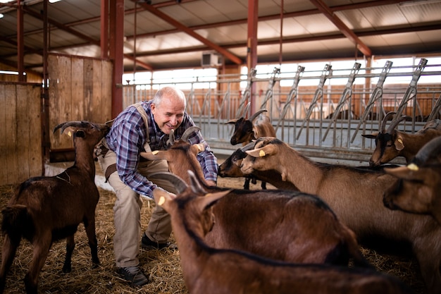 Farm worker taking care of domestic animals and playing with goats at farmhouse.