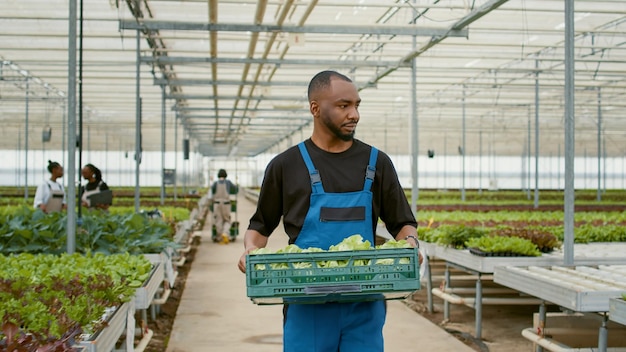 Farm worker walking while holding crate with fresh lettuce\
while farm workers prepare delivery for online orders to local\
stores. organic food grower with batch of bio salad grown in\
greenhouse.