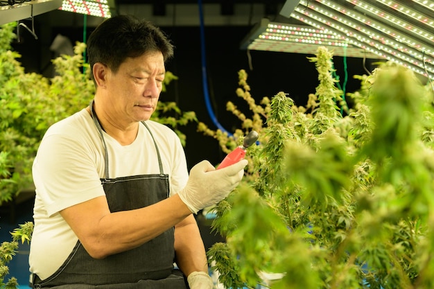 工場で育つ美しい大麻の植物を持つ農場の労働者