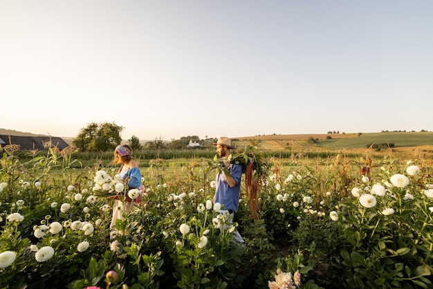 Farm workers carry lots of freshly picked up flowers at farm