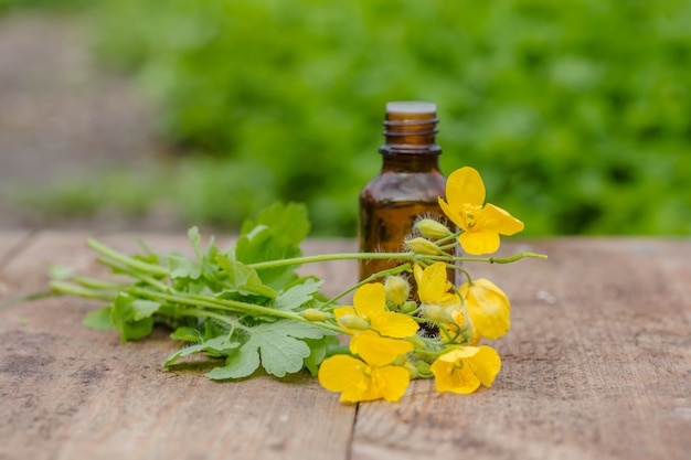 Farmaceutische fles met gele bloemen van Chelidonium majus