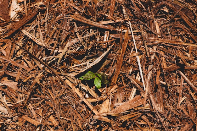 Farme of coffee industry