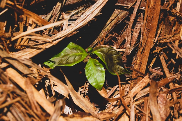 커피 산업의 농장