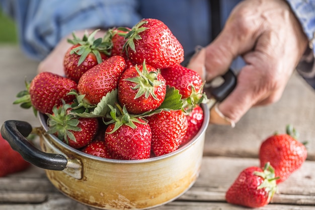 Farme's handen houden een oude keukenpot vol verse rijpe aardbeien vast.