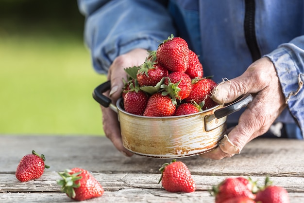 Farme's hands hold an old kitchen pot full of fresh ripe strawberries.