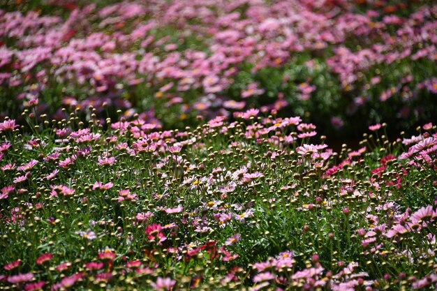 Photo farmed colorful outdoor flowers field