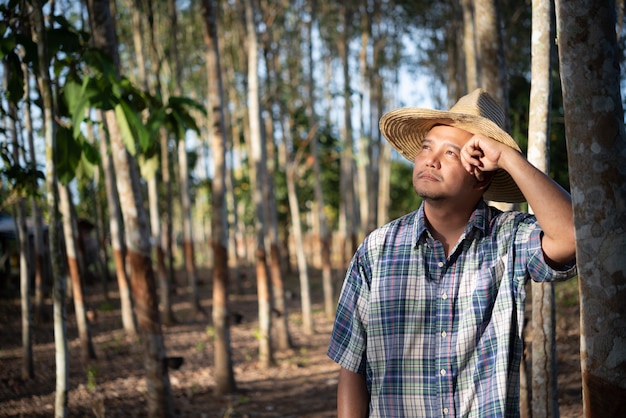 Farmer agriculturist Rubber plantation low yield