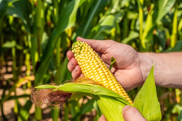 Farmer agronomist are cleaning an ear of ripe yellow corn on the background of a cornfield