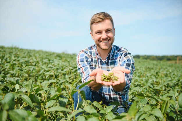 Farmer or agronomist examine green soybean plants in field