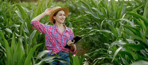 Farmer or an agronomist inspect a field of corn cobs. The concept of agricultural business. Agronomist with tablet checks the corn cobs.