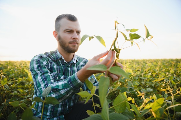 Un agronomo agricoltore ispeziona i semi di soia verdi che crescono in un campo agricoltura