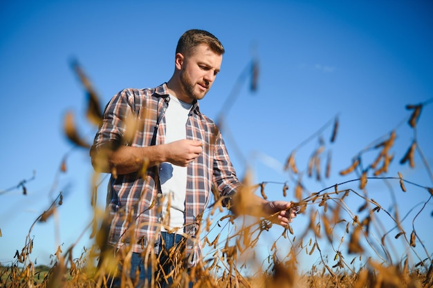 Farmer agronomist in soybean field checking crops before harvest. Organic food production and cultivation.