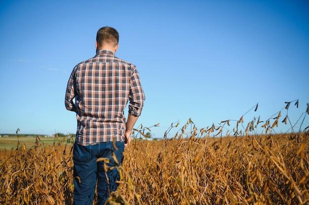 Farmer agronomist in soybean field checking crops before harvest. Organic food production and cultivation.