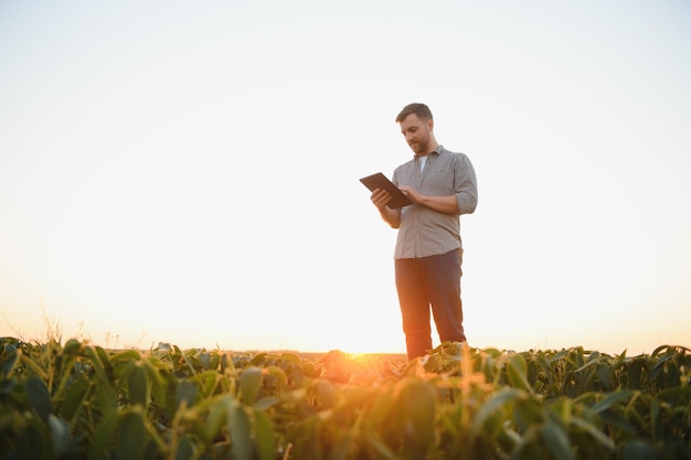 Farmer agronomist in soybean field checking crops Organic food production and cultivation