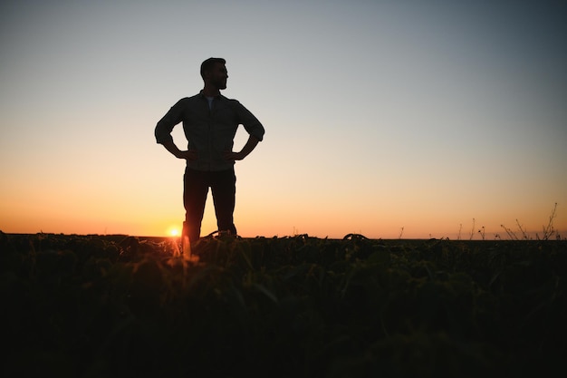 Farmer agronomist in soybean field checking crops Organic food production and cultivation