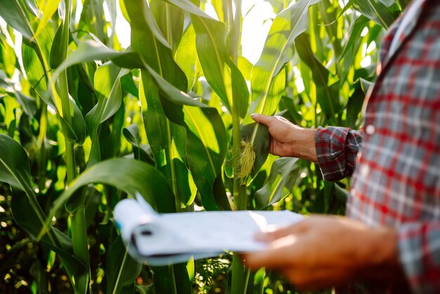 Farmer agronomist standing in green field holding corn leaf in hands and analyzing maize crop