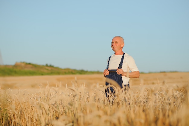 Farmer agronomist in wheat field checking crops before harvest