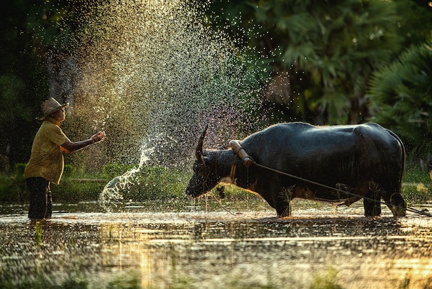 Фермер и буйвол на рисовом поле в таиланде