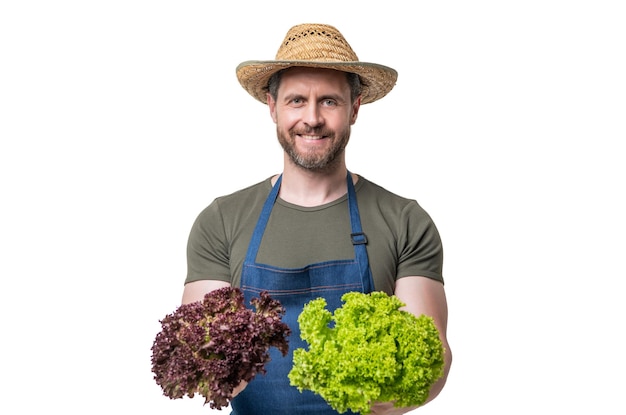 Farmer in apron and hat hold lettuce vegetable isolated on white