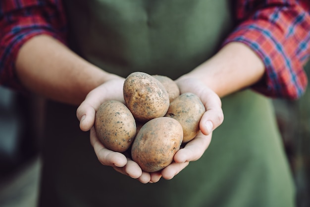 Farmer in apron holds the tubers of homemade potatoes