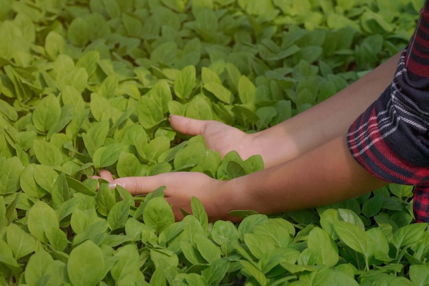 Farmer Asian women study research on organic vegetable plots, hydroponic. Concept of growing organic vegetables and health food.