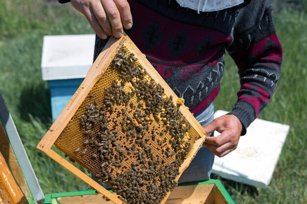 ミツバチの養蜂場の農家がワックスハニカムのフレームを持っている蜂蜜の収集のための計画された準備