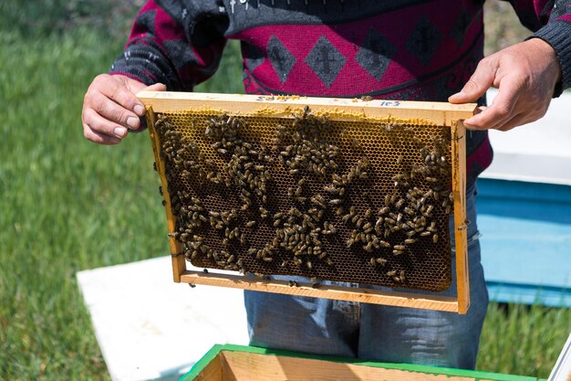 Un contadino su un apiario di api tiene cornici con favi di cera preparazione pianificata per la raccolta del miele