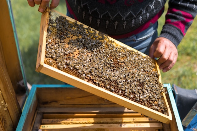 A farmer on a bee apiary holds frames with wax honeycombs Preparation for the collection of honey