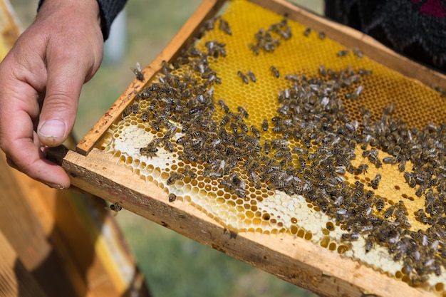 ミツバチの養蜂場の農家は、ワックスのハニカムでフレームを保持しています