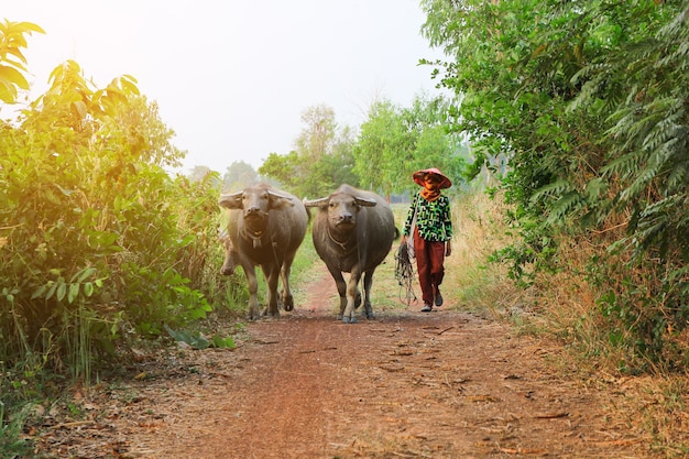 Farmer Buffalo Background at Evening