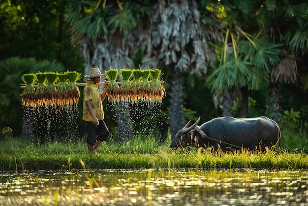 Farmer and buffalo in rice field Thailand