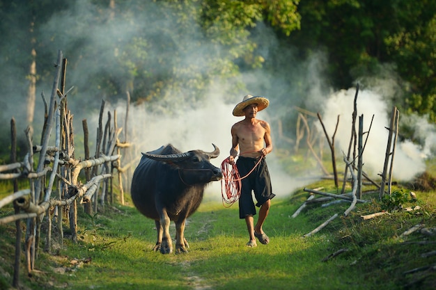 Farmer and buffalo on during sunset, thailand