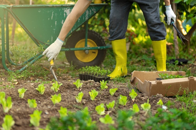 Farmer in a cap and yellow rubber boots planting young seedlings of lettuce salad in the vegetable garden. Pots,boxes with seedlights and garden car on background. ecology growing concept.