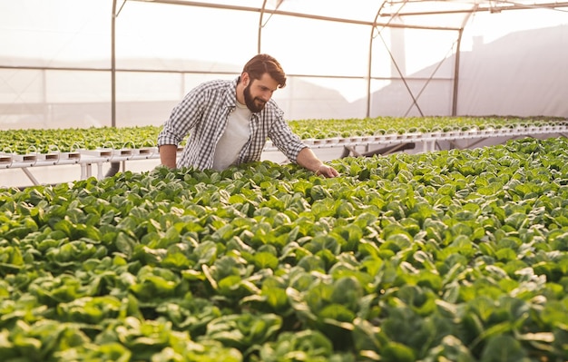 Farmer caring about plants in hothouse