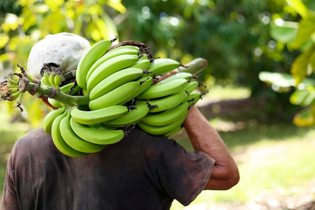 男性のバナナの伝統的な食べ物の束を手に持っている農夫