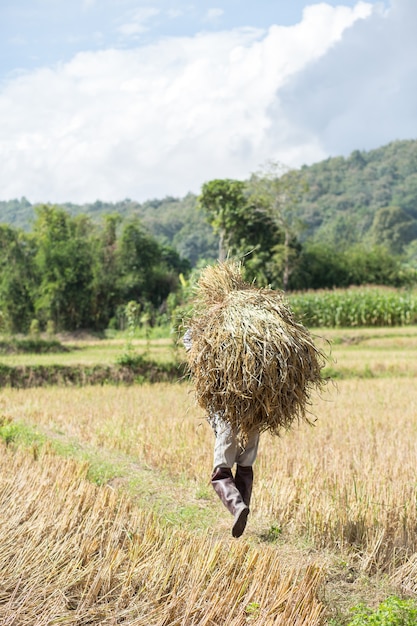 Farmer carrying a straw.