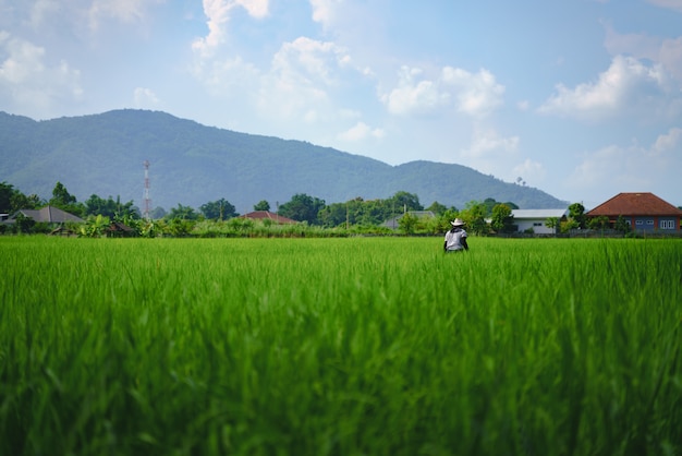 Farmer check flood paddy field with rice plant