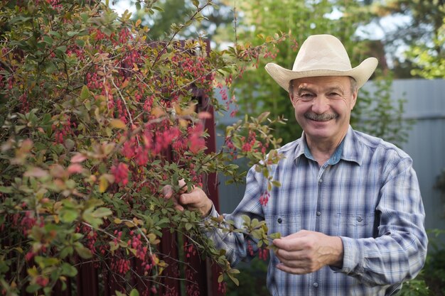 Photo farmer checking barberry branch with fresh ripe berries at his garden