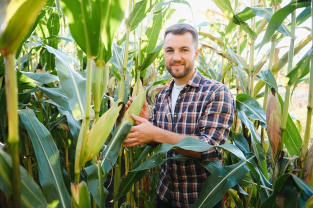 Farmer checking on corn crops