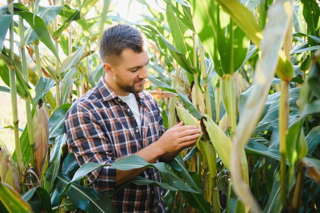 Farmer checking on corn crops