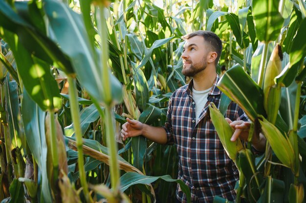 Farmer checking on corn crops