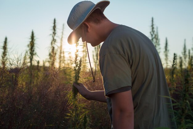 写真 農家がcbd大麻の畑をチェックする