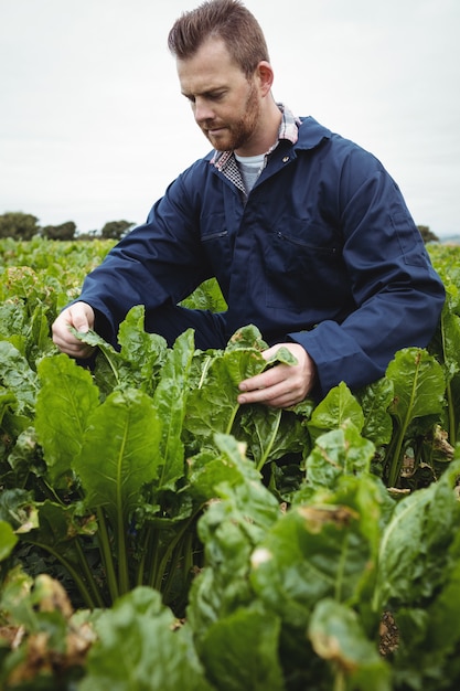 Farmer checking his crops in the field