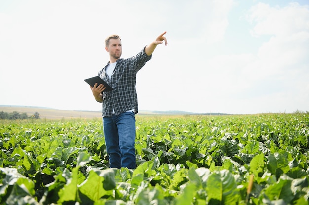 Фермер, проверяющий качество урожая на поле сахарной свеклы, сфокусирован на мужчине