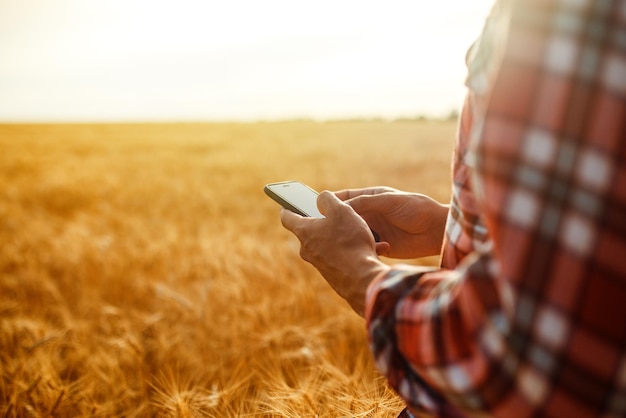 Farmer checking wheat field progress holding phone and using\
internet idea of a rich harvest