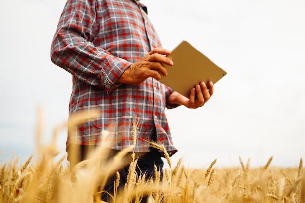 インターネットスマート農業を使用してタブレットを保持している小麦畑の進行状況をチェックする農家。